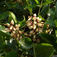 Pongamia pinnata (L.) Pierre